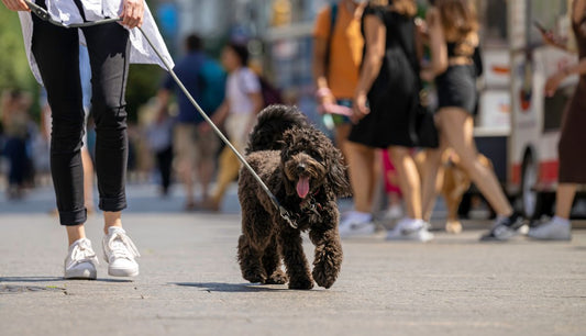 What Do You Actually Need on a Dog Walk?