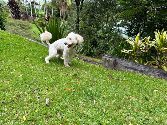 10 Ways to Pick Up or carry Dog Poops Without Touching It!