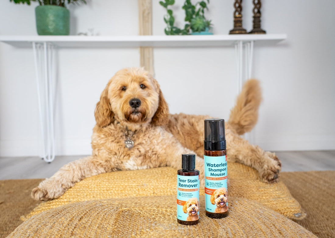 Dog Waterless Shampoo Mousse