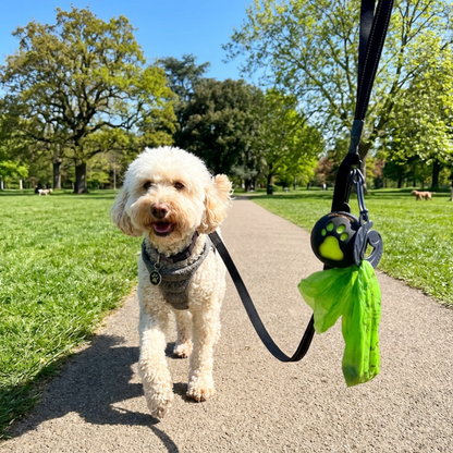 Walk Ready