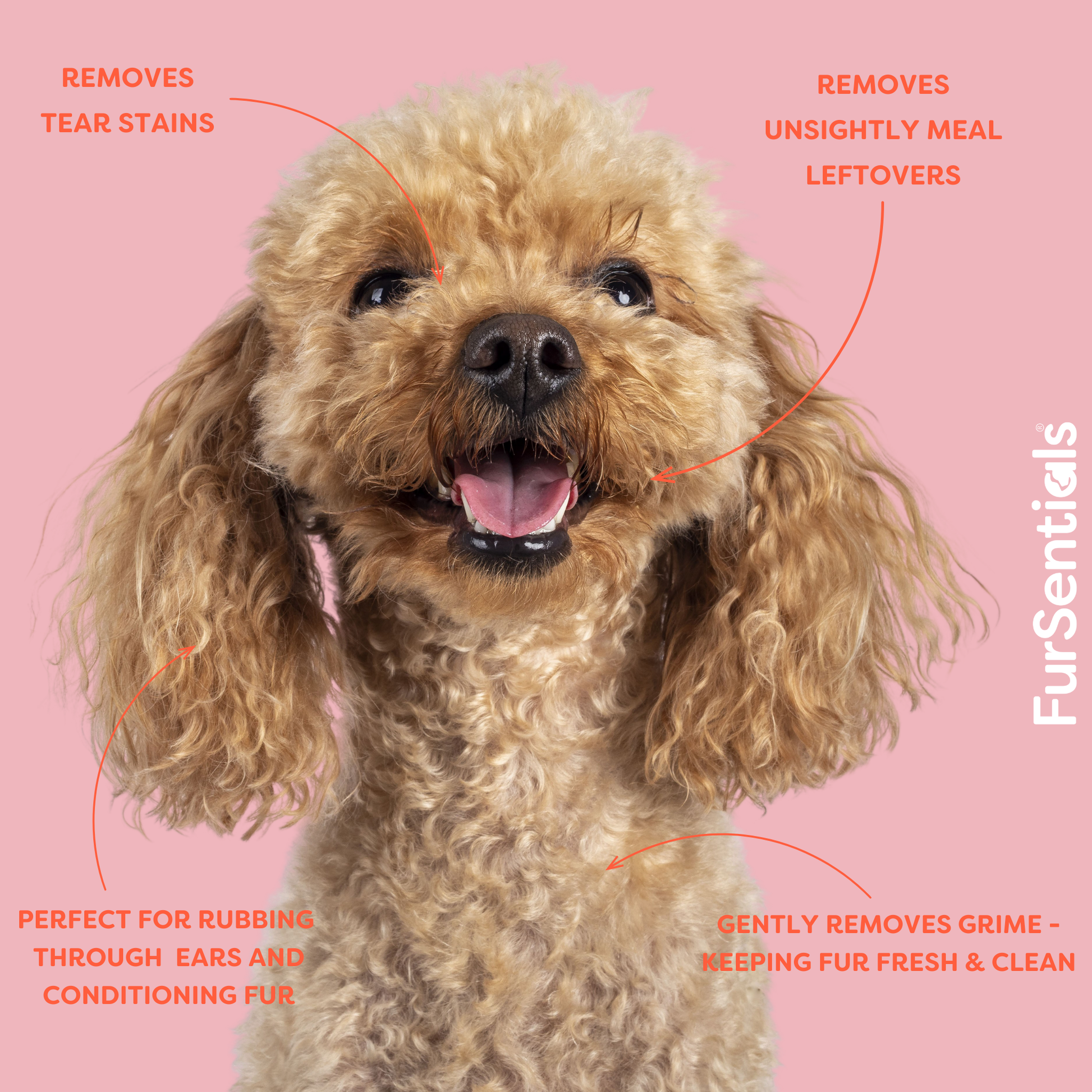 Poodle Best Way To Clean Tear Stains In Dogs Poodle Tear Stains