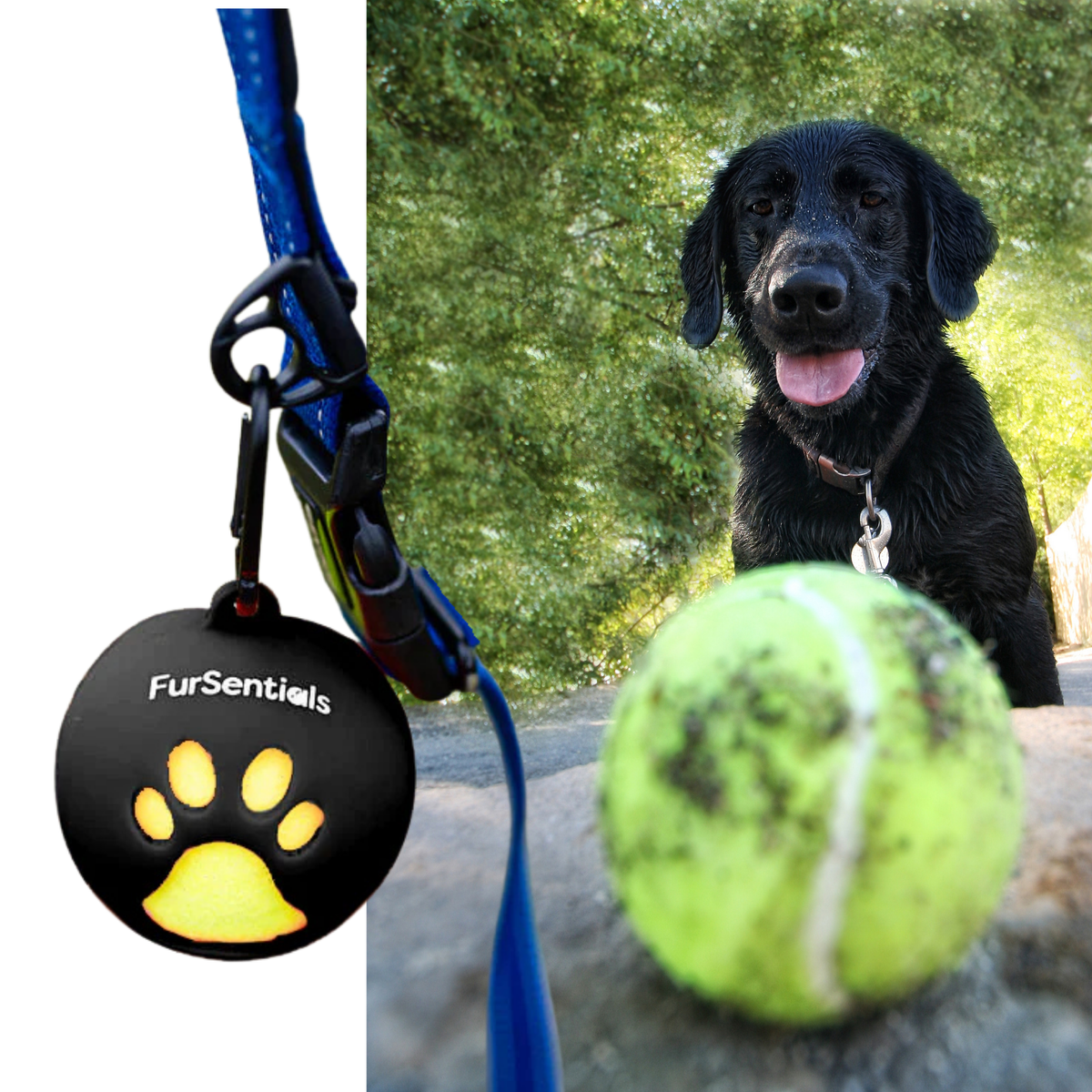 FurSentials Ball Buddy® Trio -  Holder + 3 Squeaky Dog Balls