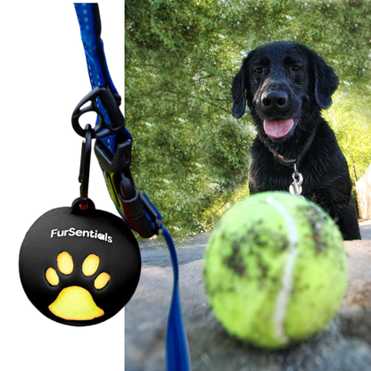 FurSentials Ball Buddy® Trio -  Holder + 3 Squeaky Dog Balls