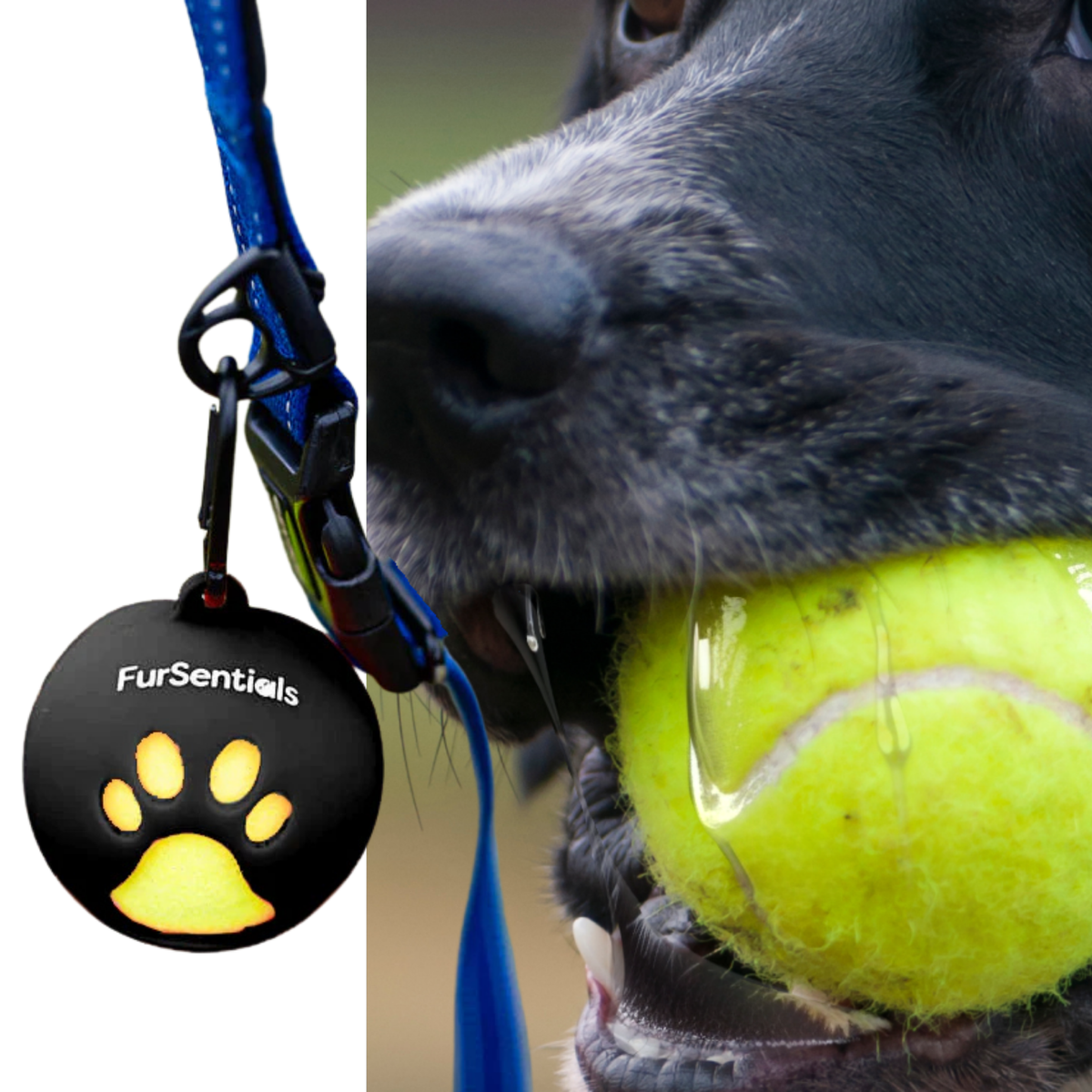 FurSentials Ball Buddy® Trio -  Holder + 3 Squeaky Dog Balls