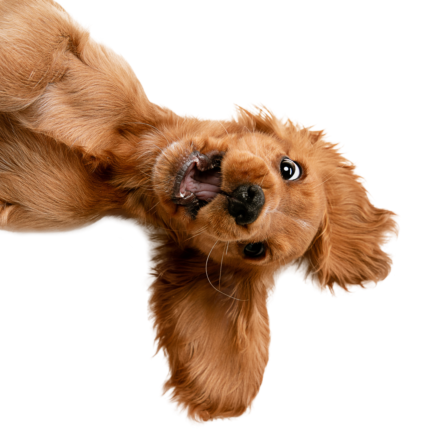 FurSentials Dog Walk & Care Bundles