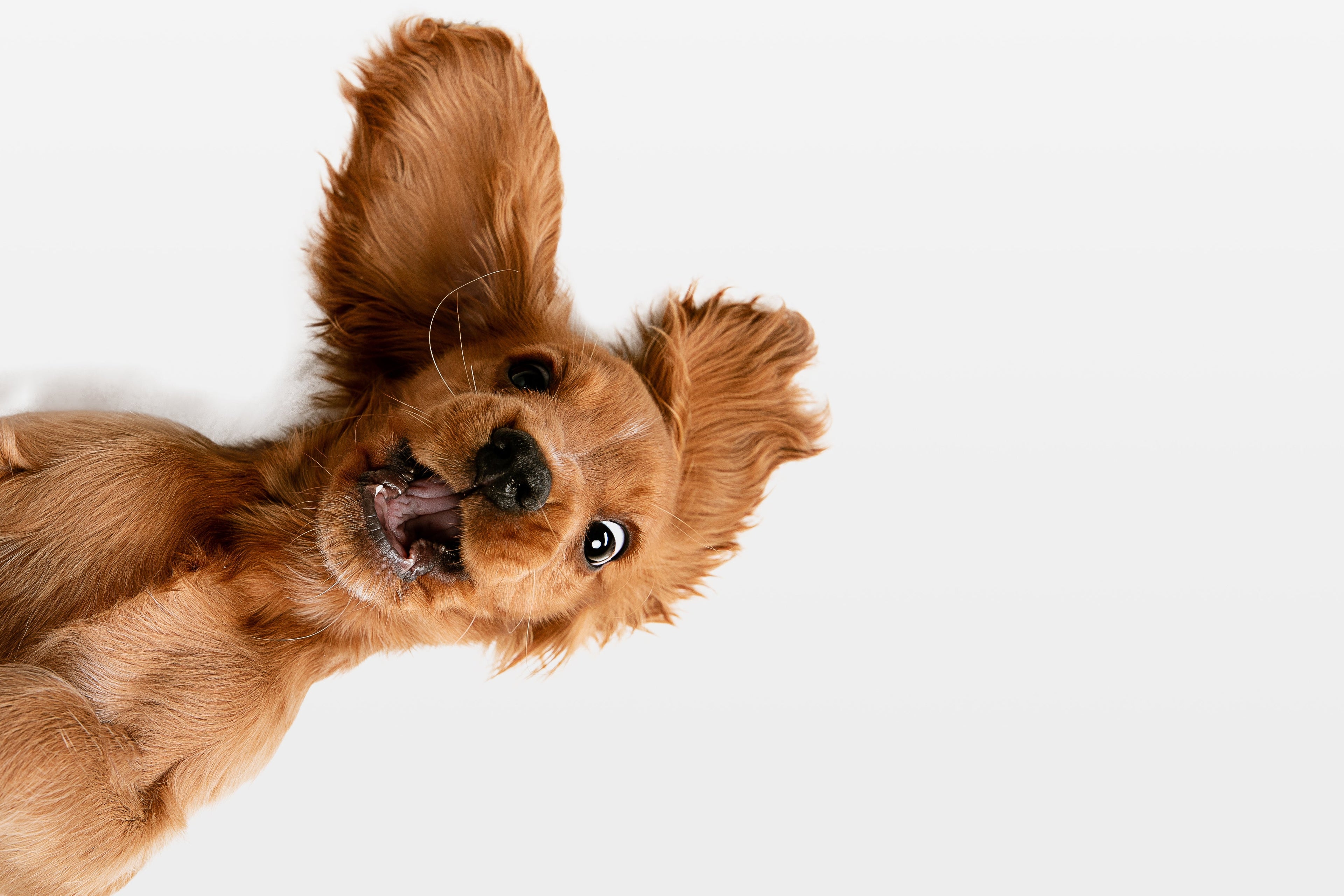 FurSentials dog walking and coat care products